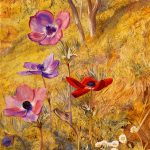 گل های شقایق