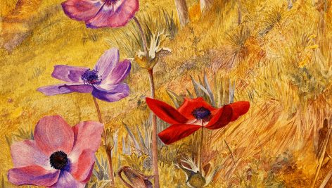 گل های شقایق