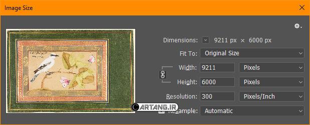 پرنده سیاه و سفید روی بوته 4 مشخصات