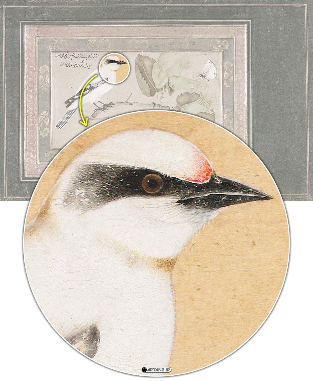 پرنده سیاه و سفید روی بوته 3 پرنده سیاه و سفید روی بوته